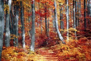 fall
