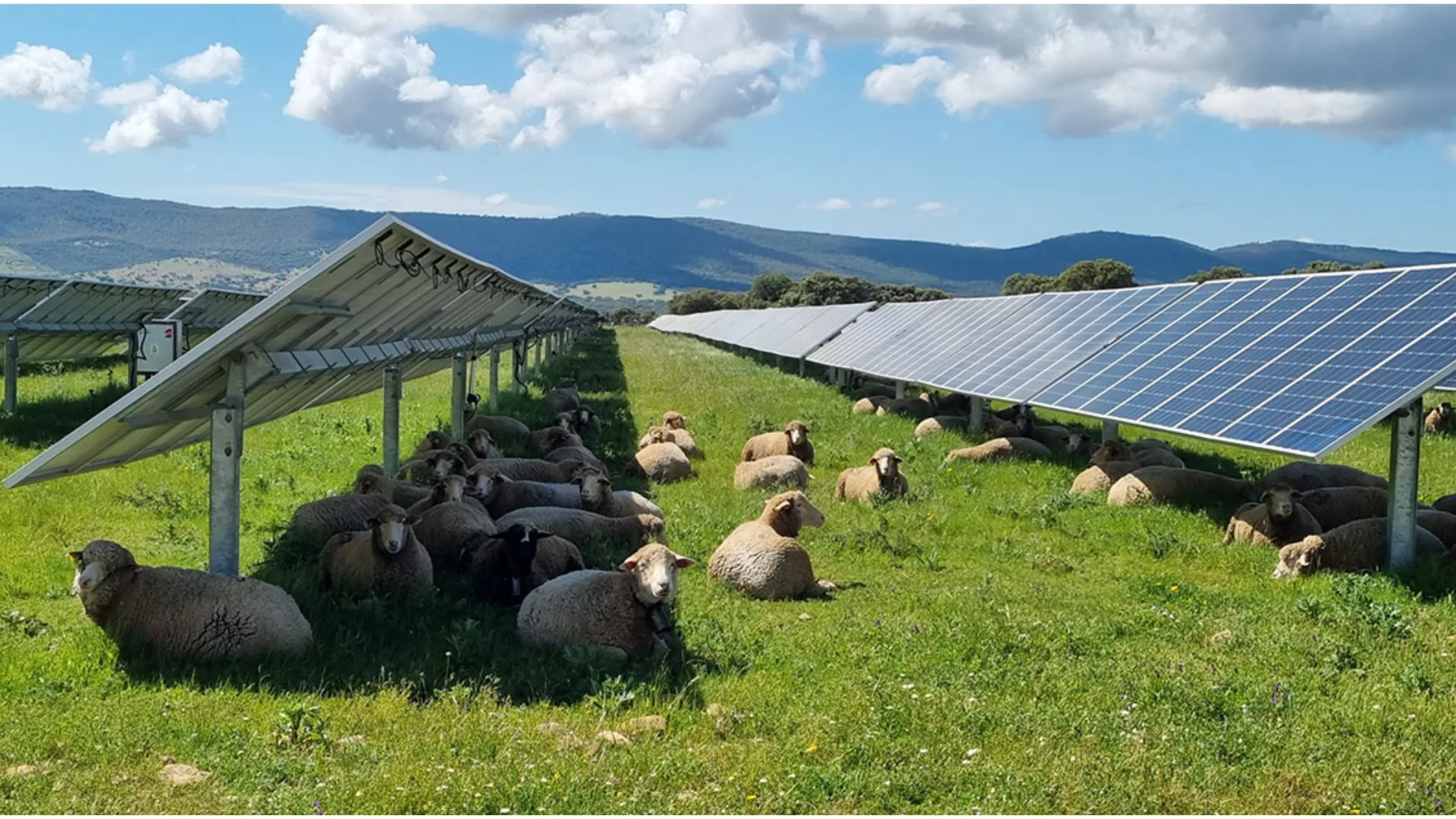 Harvesting the Sun Twice: The Future of Solar Energy on Farmland